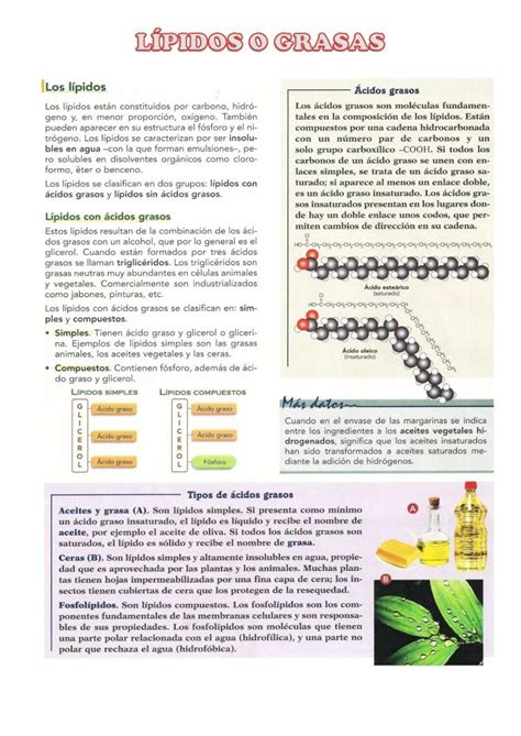 Pdf Resumen De L Pidos Dokumen Tips