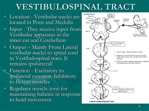 Vestibulospinal Tract Pathway