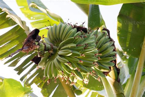 Banana tree with delicious fruit 19085427 Stock Photo at Vecteezy