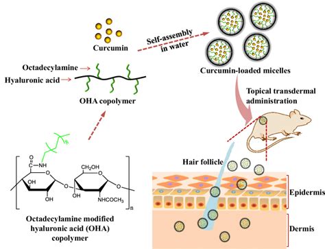 Schematic Illustration Of The Cur Loaded Micelles Cur M Based On Oha