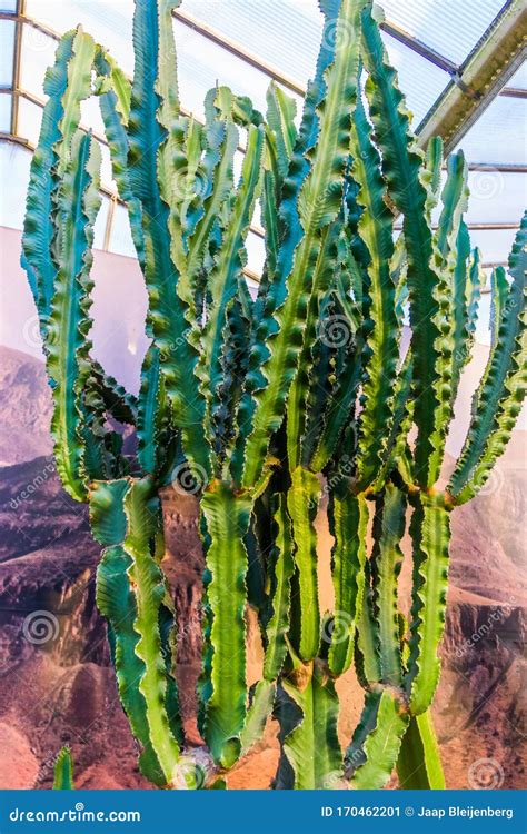 Closeup of a Candelabra Tree, Popular Ornamental Plant Specie from ...