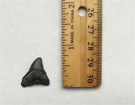 Unidentifiable shark tooth - Fossil ID - The Fossil Forum