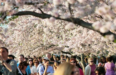 Beautiful Pictures: Cherry Blossom Trees - Beautiful Cherry Blossoms In ...