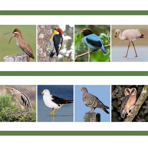 Aves Nativas Do Rio Grande Do Sul - Guia de Identificação: Aves do Rio Grande do Sul - Col. Aves do Brasil ...