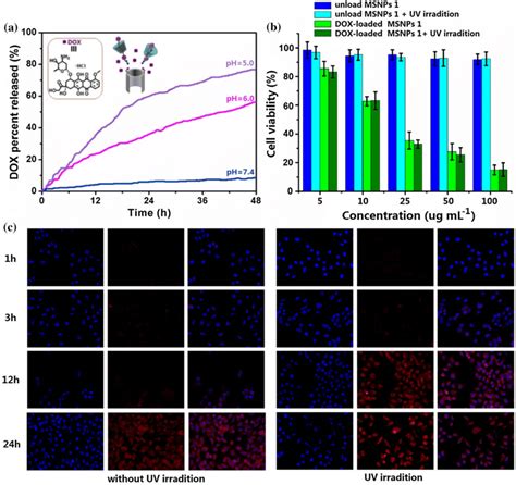 A Acid Triggered Release Of DOX From DOX Loaded MSNPs 1 B Viability Of