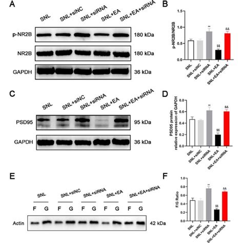 Ea Decreased The Expression Of P Nr B And Psd And The Ratio Of F G In