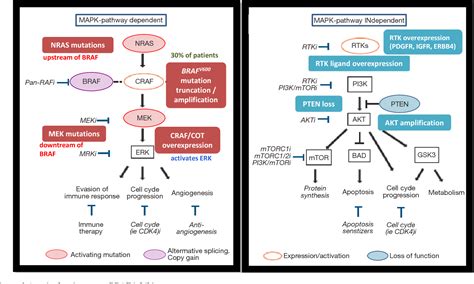 Figure From Recent Advances In The Treatment Of Melanoma With Braf