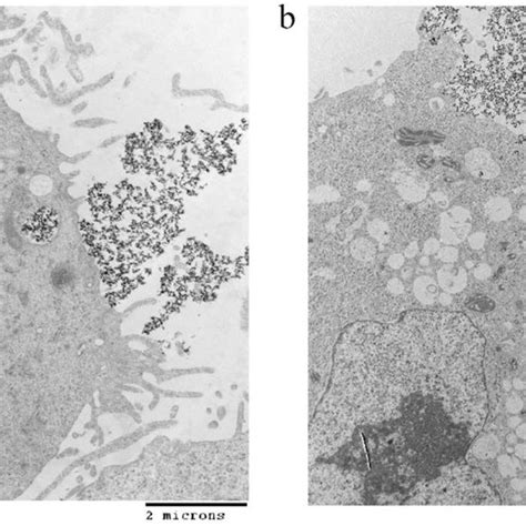 Characterization Of Nanoparticles Tem Images Of A Edt Ionps And B