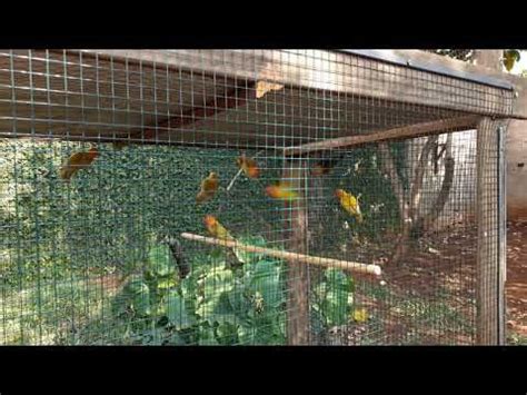 Several Birds In A Cage On The Ground