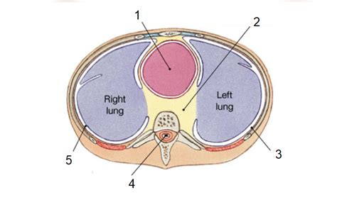 Transverse View Of Thoracic Cavity Diagram Quizlet