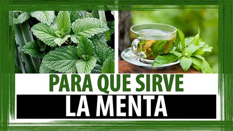 Para Que Sirve La Planta Medicinal Llamada Menta Plant Blog