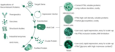 Recombinant Protein Expression, Challenges and Solutions | Sino Biological