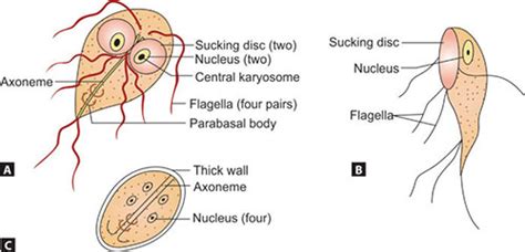 Giardia Lamblia Cyst Diagram