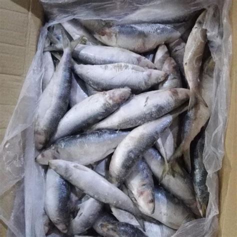 Frozen Sardine Fish