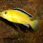 Electric Blue Cichlid 101: Care, Diet, Tank Size, Tank Mates, & More