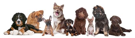 What Are The Paw Patrol Dog Breeds? - The Doggo