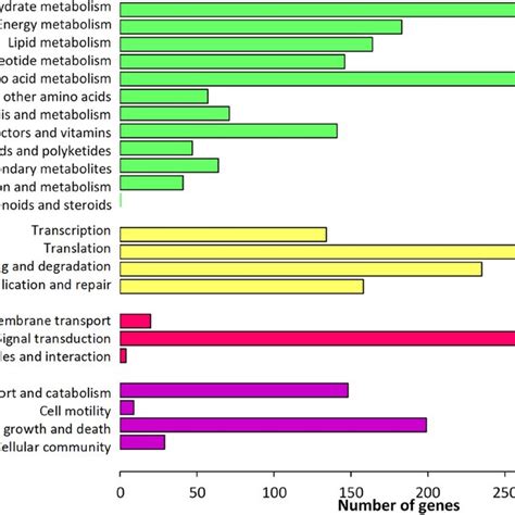 Functional Classification And Pathway Assignment Of Unigenes By KEGG