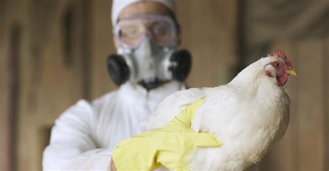 Chine Un premier décès humain lié à la grippe aviaire H3N8