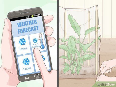 3 Easy Ways To Cover Plants In The Winter WikiHow Life