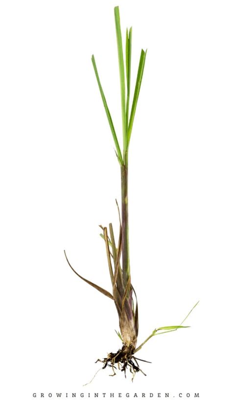 How To Grow Harvest Divide And Use Lemongrass Growing In The Garden