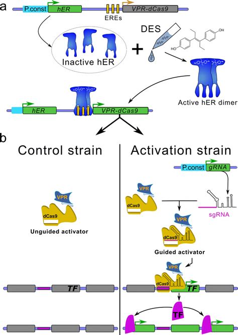 Vpr Dcas9 Activation And Experimental Design Green Or Grey Download Scientific Diagram