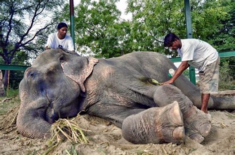 Realizarán Película Sobre Raju El Elefante Que Lloró Cuando Fue Liberado Después De 50 Años