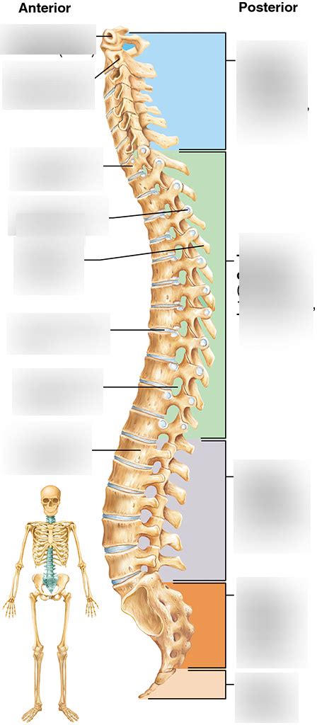 Vertebral Column Diagram Diagram Quizlet