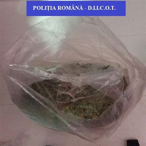 Cultura De Cannabis In Podul Casei Aproape Doua Kilograme De Droguri