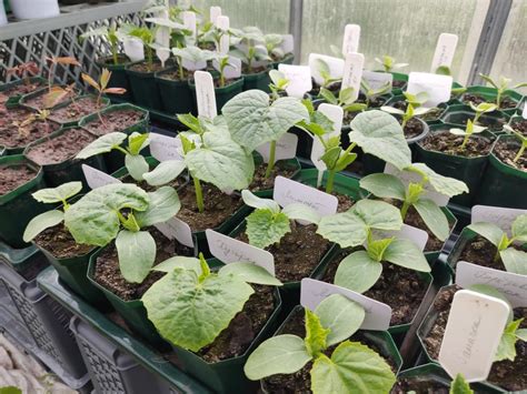 Пора высаживать рассаду на грядки. Загадка про перец