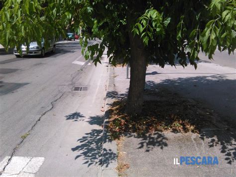 Degrado In Via Della Bonifica A Pescara Segnalazione A Pescara