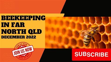 Beekeeping In Far North Queensland December 2022 YouTube