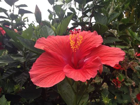 Obelisco | Plants, Garden