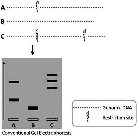 Schematic Representation Of The Restriction Fragment Length Download Scientific Diagram