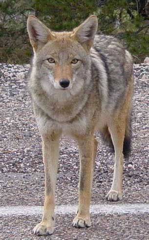 South Dakota State Animal | Coyote