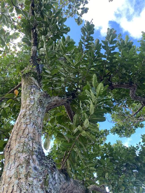 Calophyllum inophyllum tree | Called bitaog in the Philippin… | Flickr