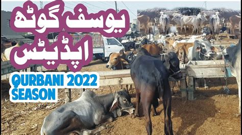 Naval Mandi Yousuf Goth Maveshi Cow Cattle Market Karachi Rates Update