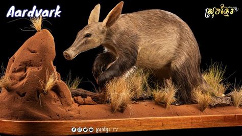 The Aardvark Gets Its Name From A South African Word Meaning Earth Pig