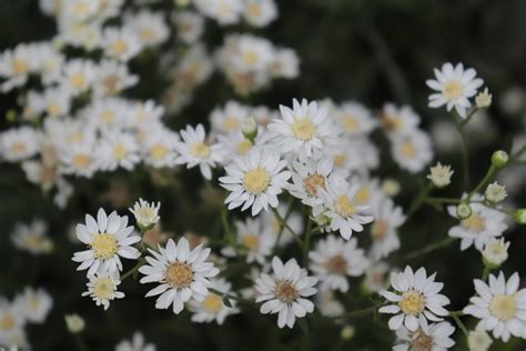 Solidago ptarmicoides - Upland White Goldenrod - 3.5" Pot | In Our Nature