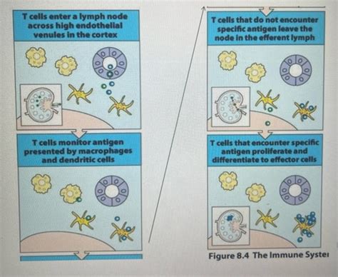 T cell mediated immunity Flashcards | Quizlet