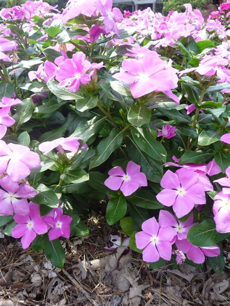 Catharanthus Roseus Cora Deep Lavender Annual Vinca Periwinkle