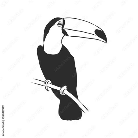 toucan hand drawn vector llustration realistic sketch, Toucan bird, vector sketch illustration ...