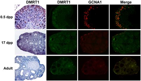 DMRT1 Expression During Postnatal Development Of The Mouse Ovary