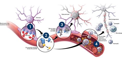 NMOSD C5 ULTOMIRIS Ravulizumab Cwvz