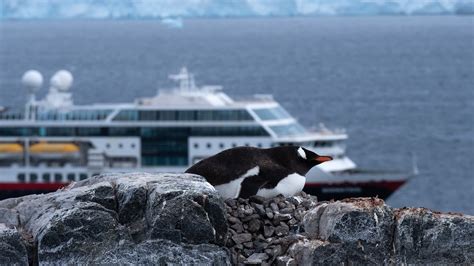 Antarctica Tourism, The Role Of IAATO & Responsible Travel | Antarctica ...