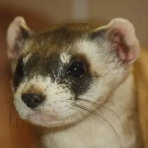 Black footed ferret | The Animal Facts