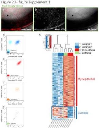 Figure Supplement The Atypical Phenotype Of Pop Epithelial Cells