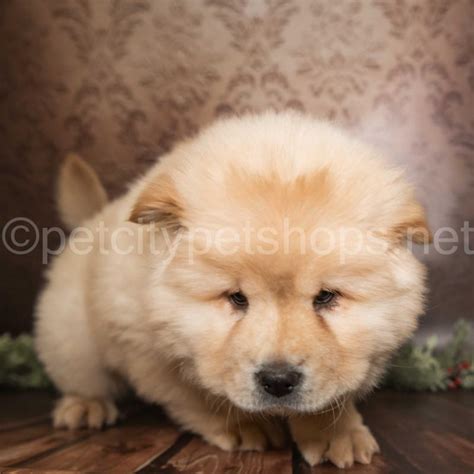 Chow Chow Pet City Pet Shops