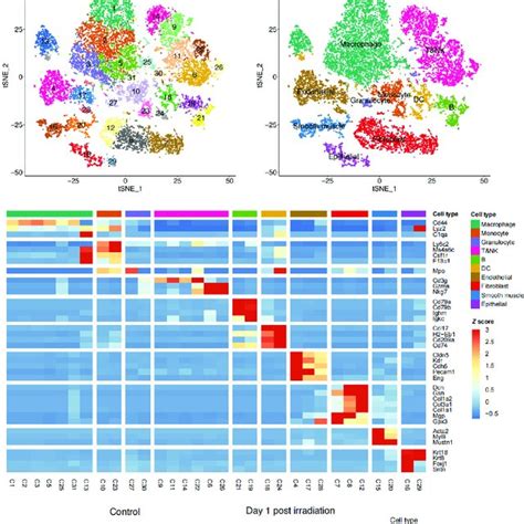 Profile Of Irradiation Induced Lung Injury Rili Using Scrna Seq