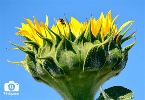 Sunflower Farm 2023 on Behance