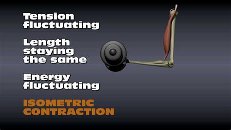 How Is An Isokinetic Muscle Contraction Best Described